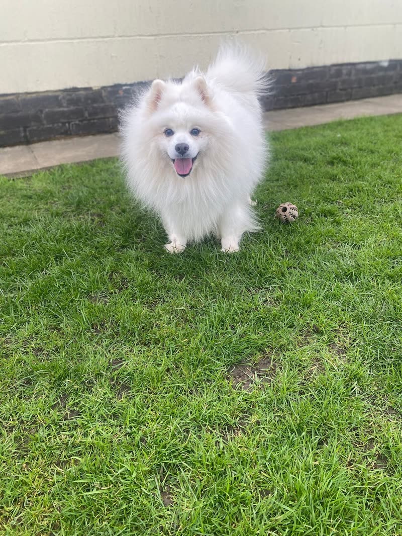 A white fluffy dog at play on the lawn with a ball