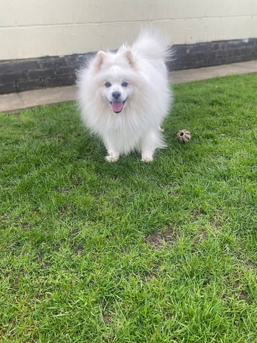 A white fluffy dog standing on the grass lawn with a ball nearby