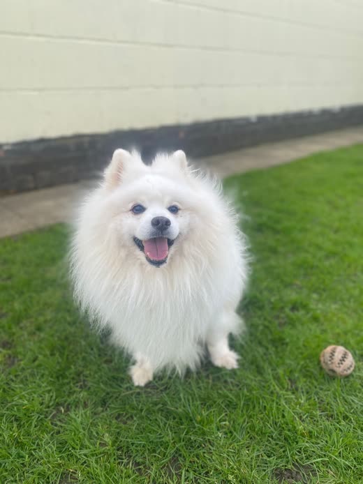 A white dog sitting on the grass against a cream wall with a ball beside it