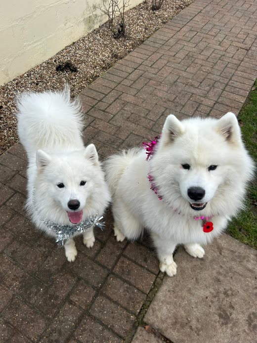 Two white fluffy dogs sitting together on the brick path