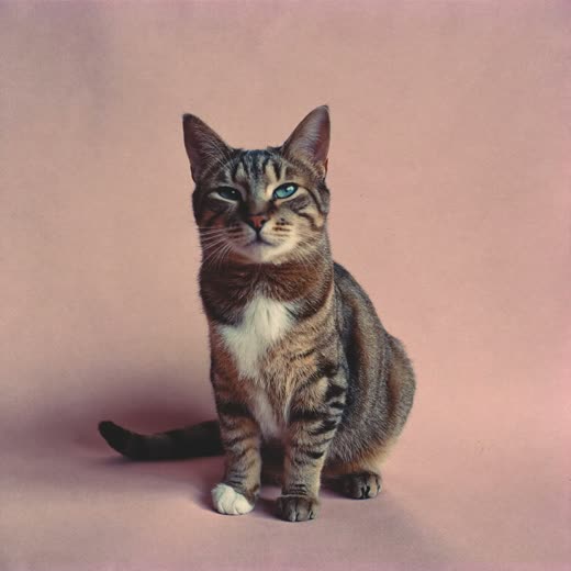A calm cat sitting quietly, close to camera